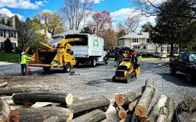 Best Tree Disease Treatment  in Munsey Park, NY